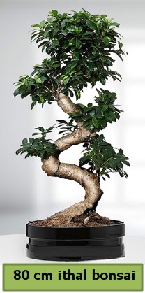 80 cm zel saksda bonsai bitkisi  stanbul internetten iek sat 