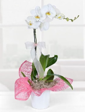 Tek dall beyaz orkide seramik saksda  stanbul iek siparii sitesi 